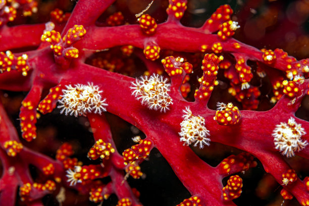 南太平洋珊瑚礁图片下载