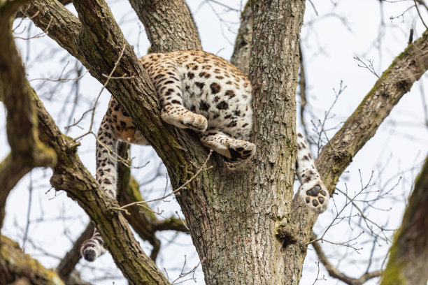 森林里的豹的肖像图片下载