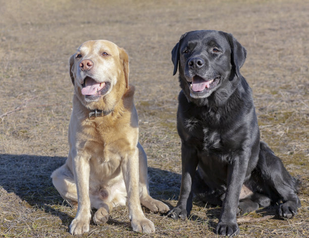 一对拉布拉多犬坐在春天草坪上图片下载