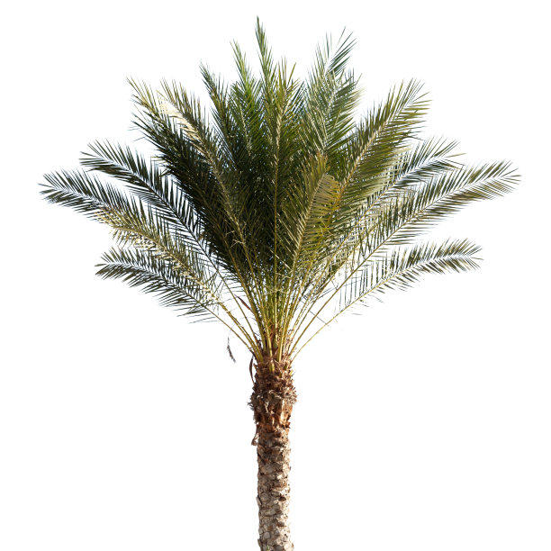枣椰树孤立上白色图片下载