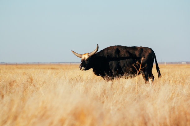 田野里，一头长着长角的公牛站在及膝深的黄色干草中。天空背景光。图片下载
