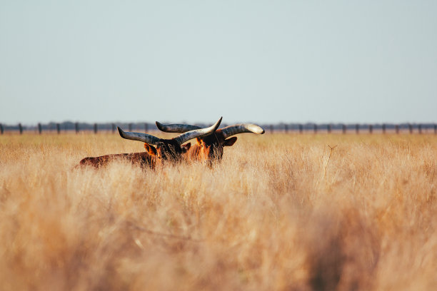 田野里，一头长着长角的公牛站在及膝深的黄色干草中。天空背景光。图片下载