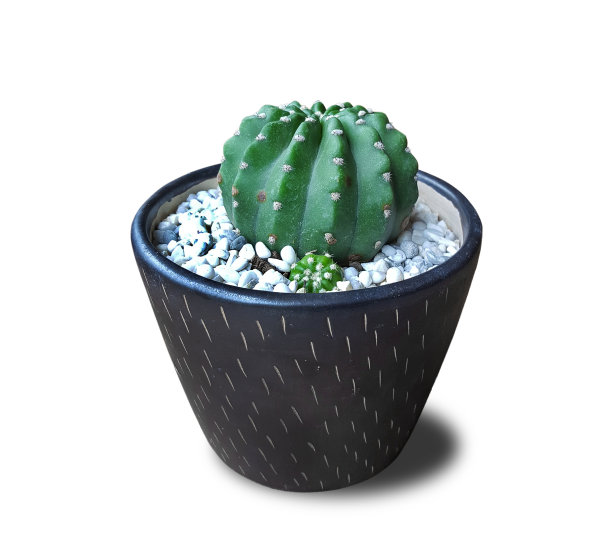 侏儒指挥棒树在锅上装饰在桌子上的白色背景图片下载