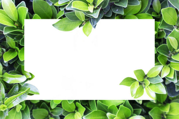 白纸模拟在绿色的叶子背景为营销和促销插图。图片下载