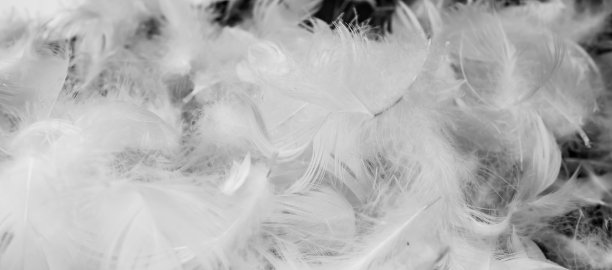 漂亮的白鸭毛。背景或纹理图片下载