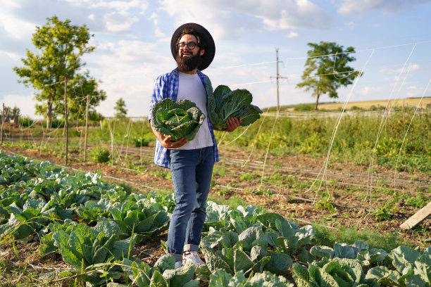 在绿色的田野里收获卷曲的卷心菜图片下载