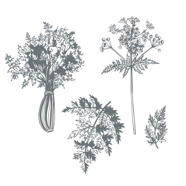 山萝卜。示意图说明。图片下载