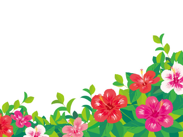 热带花木槿背景图片下载