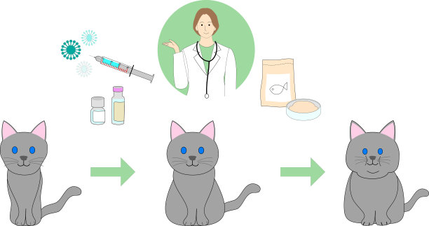 生病的灰猫、健康的猫和肥猫，以及展示猫粮、注射剂、药物和病毒的兽医女性素材合集图片下载