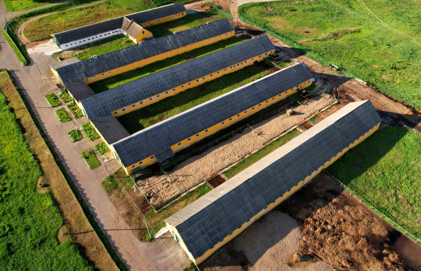 农场与牛和猪在村里，鸟瞰。农场附近的牛棚。牛奶的生产和畜牧业的概念。牛乳业。农场动物和农学。养牛场。图片下载