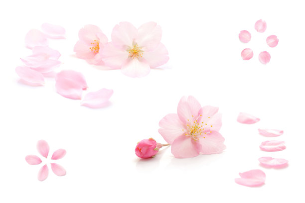 樱花孤立日本天然粉红色，花瓣白色，背景，春天抽象摄影图片下载