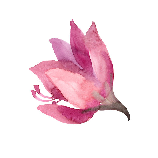 水彩抽象粉红色紫色百合孤立在白色背景上。手绘的夏日花束。植物插图卡片庆祝婚礼，生日，墙纸包装，纺织品，礼物图片下载