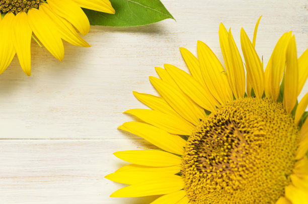 框架由黄色向日葵在白色木制背景顶视图复制空间。美丽新鲜的向日葵，黄色的花束。秋收时节，农作农艺以秋夏花香为背景图片下载