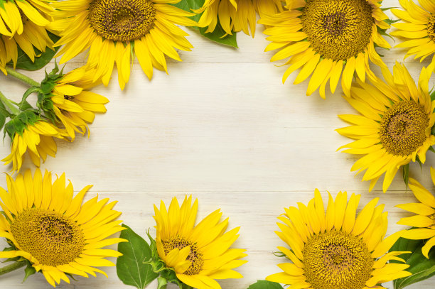 框架由黄色向日葵在白色木制背景顶视图复制空间。美丽新鲜的向日葵，黄色的花束。秋收时节，农作农艺以秋夏花香为背景图片下载