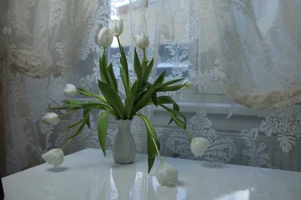窗边桌子上的花瓶里插着一束白色郁金香图片下载