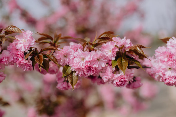 樱花分枝在粉红色樱花的背景开花。图片下载