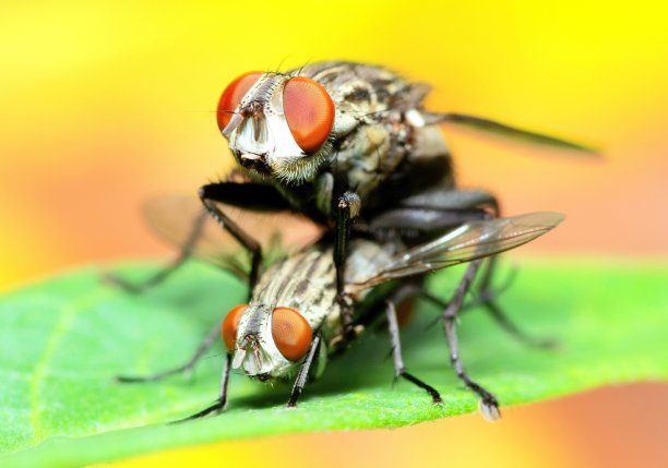 交配蝇是昆虫-动物行为。图片下载