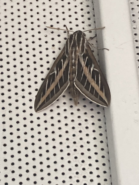 我的门上有蛾子图片下载