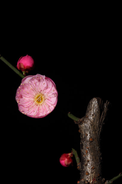 红色梅花在黑色的背景上图片下载
