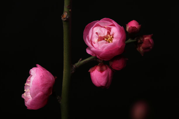 红色梅花在黑色的背景上图片下载