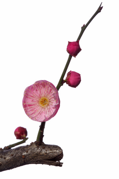 红色梅花在白色的背景图片下载