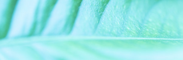 叶片表皮的特写图片下载