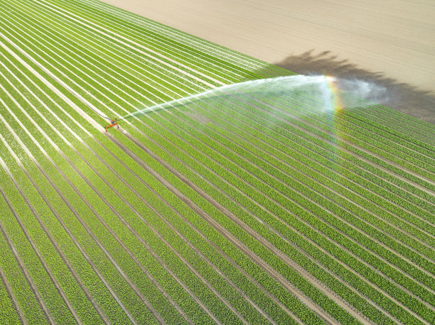 农业喷水器在春季向田间生长的郁金香喷水图片下载