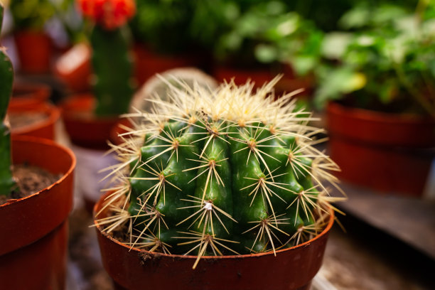 架子上的盆栽仙人掌。植物园艺图片下载