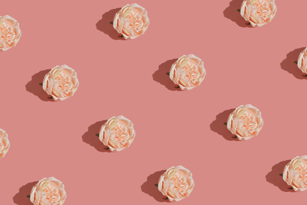 柔和的牡丹花图案在柔和的粉红色背景。现代的春天、自然和美的理念。最小的平铺美学。图片下载