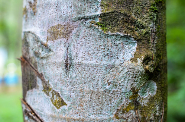 橡胶树的纹理。图片下载