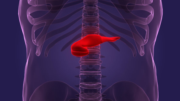 人体内部器官胰腺解剖图片下载