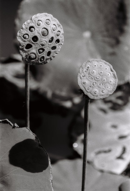 自然摄影胶片:荷花图片下载