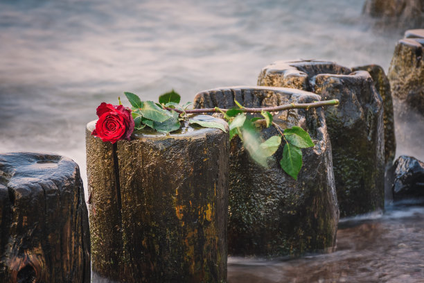 美丽的花概念在浅深的领域。图片下载