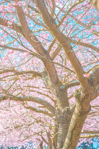 美丽的樱花在春天盛开图片下载