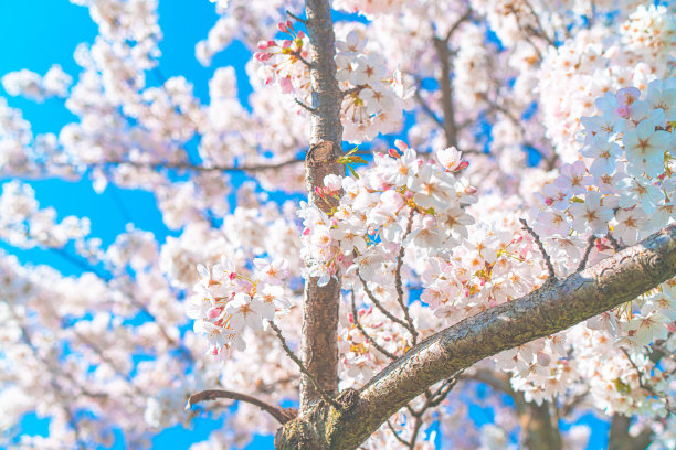 美丽的樱花在春天盛开图片下载