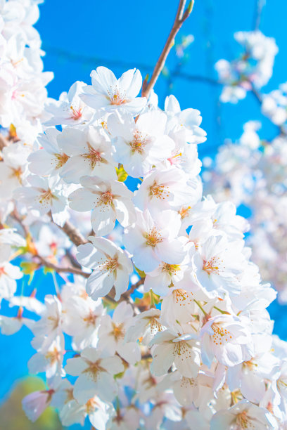 美丽的樱花在春天盛开图片下载