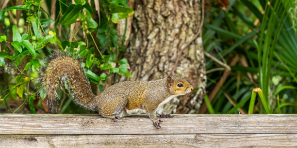 在佛罗里达州的一个公园里，一只野生松鼠站在木制人行道的栏杆上，向游客乞讨食物。侧视图图片下载