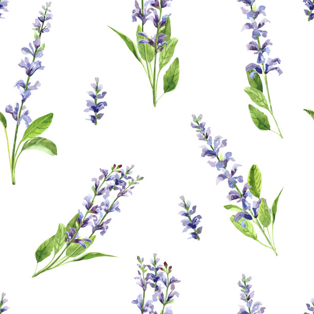 水彩手绘鼠尾草枝花。图片下载