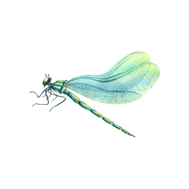 水彩插图的蜻蜓与蓝色的翅膀。飞虫是明亮的，非常漂亮。孤立。用于装饰，设计，明信片，海报，图案，装饰的任何东西图片下载