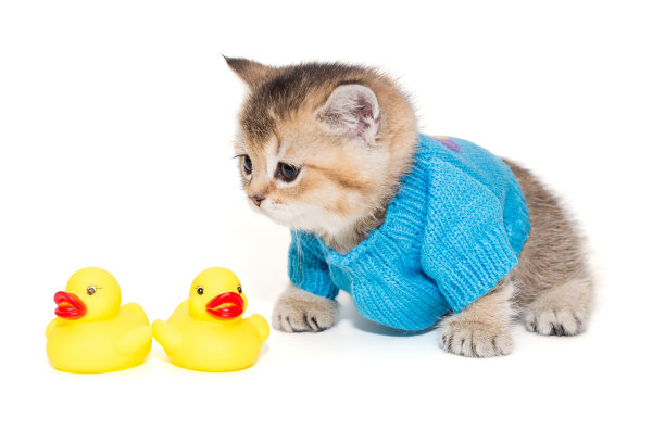 穿着毛衣和玩具的苏格兰小猫图片下载