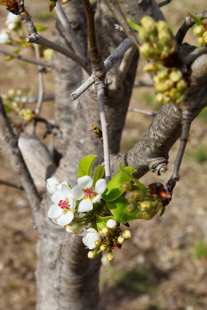 美丽多彩的梨花盛开图片下载