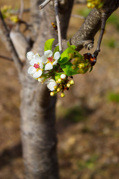 美丽多彩的梨花盛开图片下载