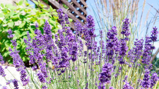 普罗旺斯花园薰衣草的特写。薰衣草丛在地中海风格的园林中盛开。用于生产香精油、香精、香水的原料。图片下载