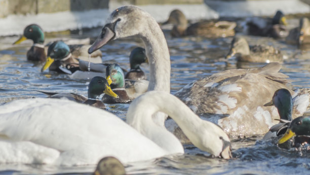 冰冻的河流上的天鹅和鸭子。一群野鸭和天鹅在池塘里游泳。野生鸟类在城市过冬。图片下载