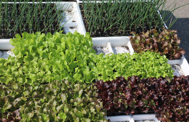 销售可以移植到菜园里的蔬菜，如洋葱苗、沙拉和生菜芽图片下载