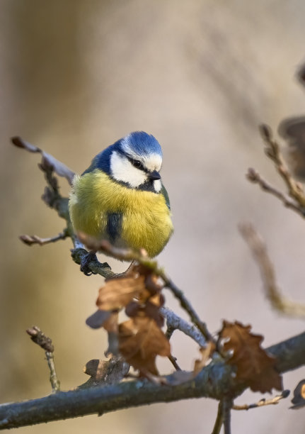 蓝山雀，自然栖息地为蓝山雀图片下载