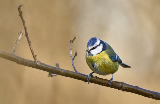 蓝山雀，自然栖息地为蓝山雀图片下载
