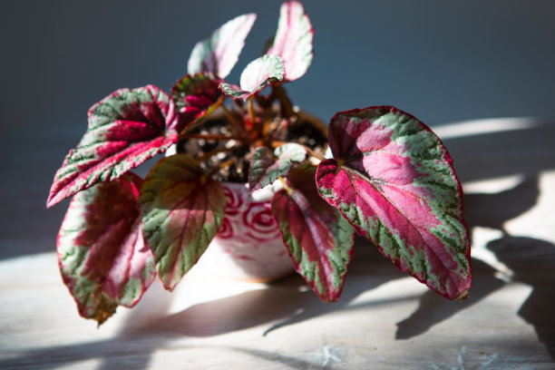 毛伊海棠日落装饰落叶雷克斯，在明亮的阳光下与阴影的猩红色叶子特写。盆栽室内植物，家居装饰，护理和栽培图片下载