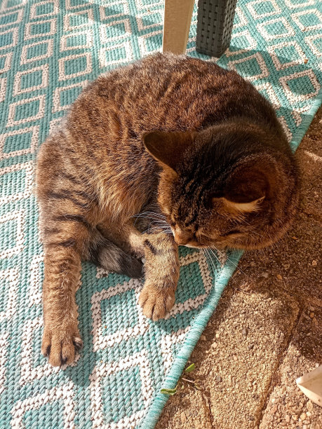 一只躺着的欧洲猫的特写照片图片下载