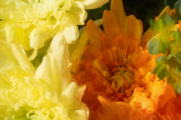 数字绘画黄色，和橙色Aster花盛开。图片下载